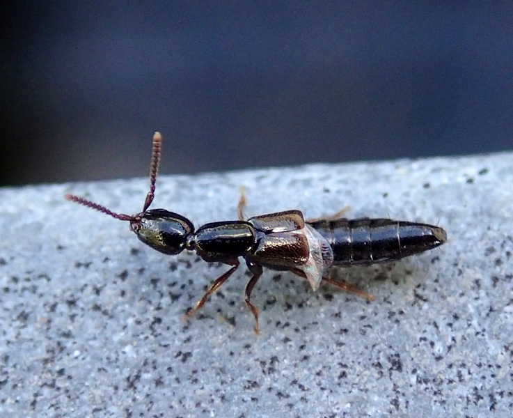 Staphylinidae